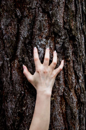 The hand move on the tree. Can be used in the scary design in horrorの写真素材