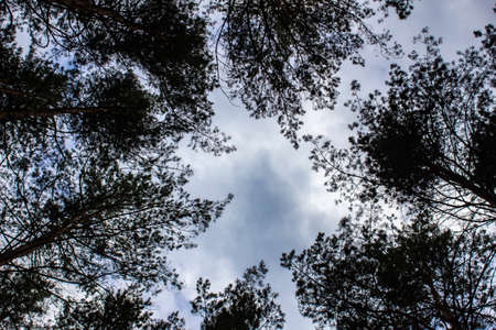 Tall dry pine trees against the blue sky. Beautiful coniferous trees against the blue sky. The tops of tall trees in a pine forest. The tops of tall trees in a pine forest. Blue sky over pines.の写真素材