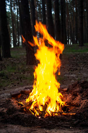Amazing fire in the forest against a trees background. Bonfire in the forest. Orange flame of a fire