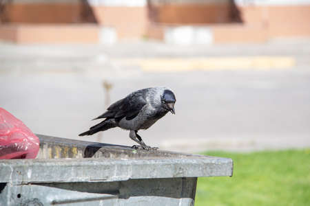 A jackdaw sits on the metal garbage container trash and hold something in the paws. The bird jackdaw sit on the dumpsterの写真素材