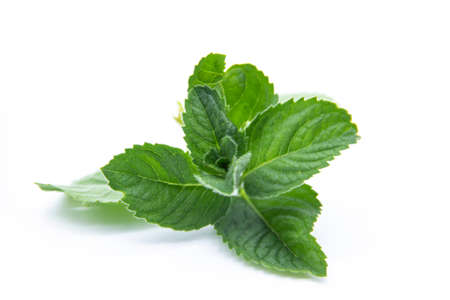 Mint leaves isolated on white background. fresh mint leaves.