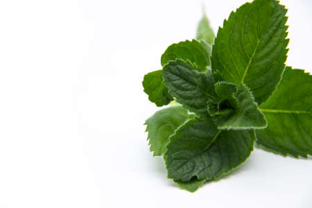 Mint leaves isolated on white background. fresh mint leaves.の写真素材