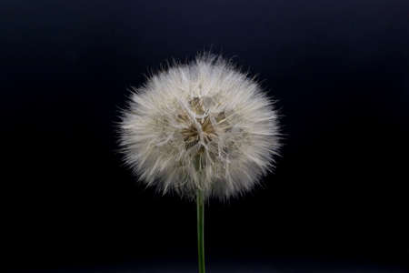 Big beautiful white fluffy dandelion isolated on black background.