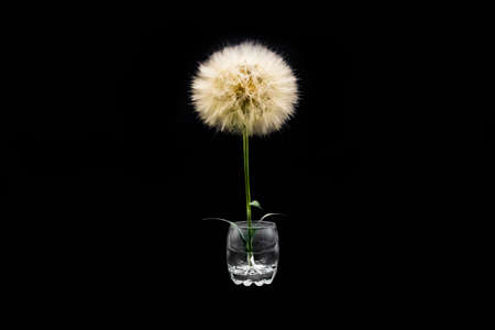 Big beautiful white fluffy dandelion stand in the glass isolated on black background.