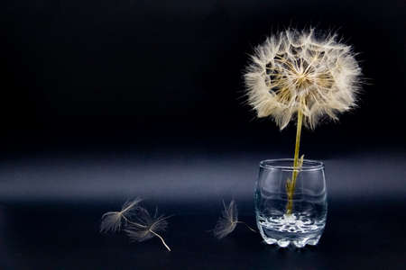 Big beautiful white fluffy dandelion stand in the glass isolated on black background.の写真素材