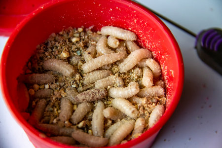 Live fly larvae in the red plastic plate as bait for catching fish. The maggots for fishing against backgroundの写真素材