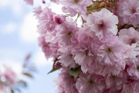The beautiful spring pink sakura flowers against background. The blooming sakura flowers on branch.