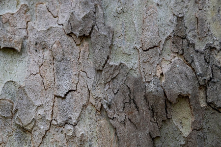 Natural pattern from the old wood tree bark. Beautiful texture of the bark against background.の写真素材