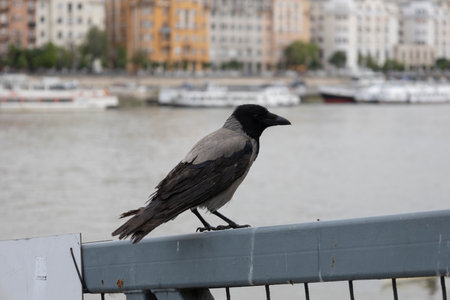 A gray crow sits on a fence near the Danube river in Budapest in Hungary. The scientific name of crow is Corvus corone cornixの写真素材