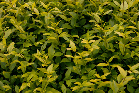 Background from the leaves of Golden privet branches in the springの写真素材
