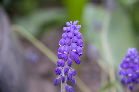 The Muscari or Grape hyacinth flowers. Beautiful bell-shaped flowers bloom against backgroundの写真素材