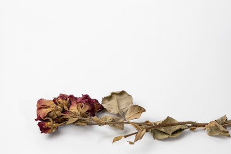 A beautiful dry rose on a white background. Dead flowers of the rose with copy spaceの写真素材