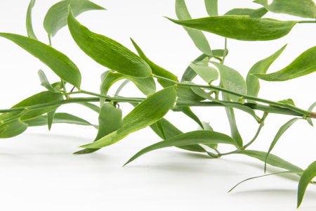 Ruscus danae racemosa with green leaves on white background