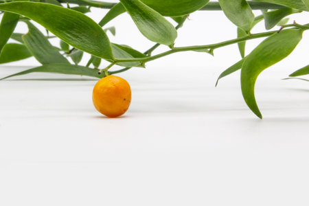 Ruscus danae racemosa with green leaves on white backgroundの写真素材