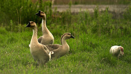 Geese in the paddockの写真素材