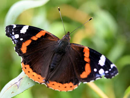 Colorful butterflyの写真素材
