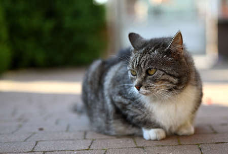 Face-to-face meeting with a catの写真素材