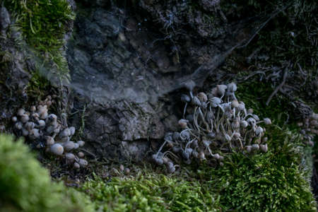 Mushrooms in moss, a web on a treeの写真素材