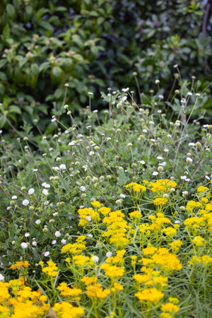 Flower bed in the garden with yellow and white wildflowersの写真素材
