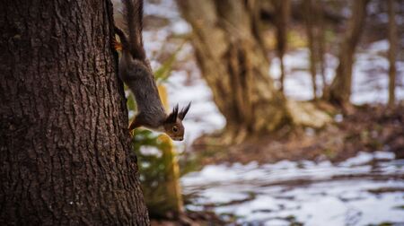 squirrel climbing down