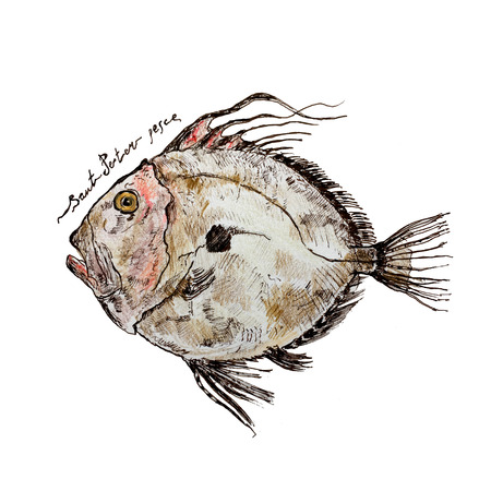 Hand drawn ink pen John Dory fish and lettering. Colored illustration for cards and travel broshures