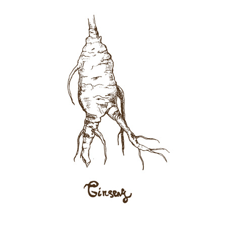 Ginseng sketch on white background. Medicinal plant.のイラスト素材