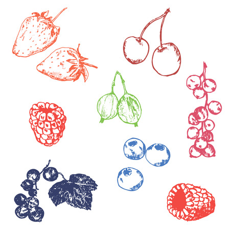 Colored berry hand drawn vector set. Berries engraving doodle sketch etch line. Currant, raspberry, strawberry, blueberry, cherry on white background. Dessert ingredientのイラスト素材