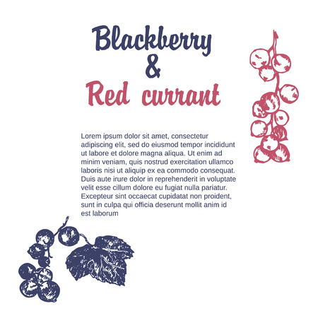 Wild berry drawing. Hand drawn vintage vector frame. Summer fruit set of cranberry, blueberry. Detailed organic food template for menu, jam label, tea bannerのイラスト素材