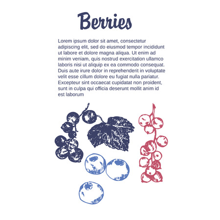 Wild berry drawing. Hand drawn vintage vector frame. Summer fruit set of cranberry, blueberry. Detailed organic food template for menu, jam label, tea bannerのイラスト素材