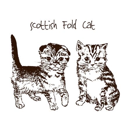Cute kittens hand drawn sketch vector illustration, cute fluffy cat. Ink pen cute fluffy cat, domestic pet.のイラスト素材
