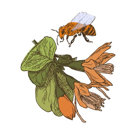 Sketch spring and summer blooming flower and bee monochrome vector illustration.のイラスト素材