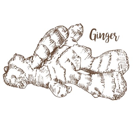 Ginger root sketch isolated on white background hand drawn organic plant. Herbs and spices vector illustration.のイラスト素材