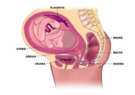 Pregnancyのイラスト素材