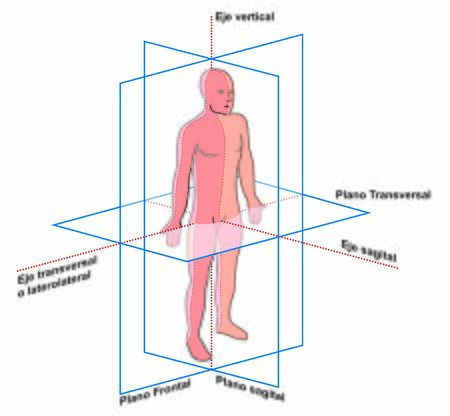 Planes and axes of the human bodyのイラスト素材
