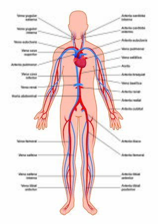 Human circulatory systemのイラスト素材