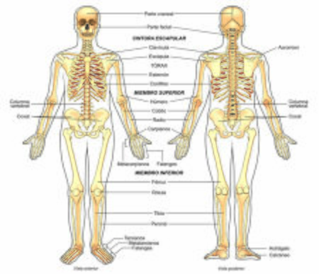 Outline of a human skeletonのイラスト素材