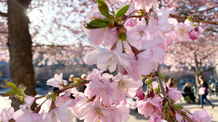 A park filled with blooming cherry tree. High quality photoの写真素材