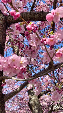 A park filled with blooming cherry tree. High quality photo