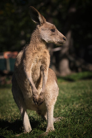 Kangaroo in the park in Australia. High quality photoの写真素材