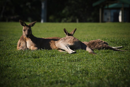 Kangaroo in the park in Australia. High quality photoの写真素材