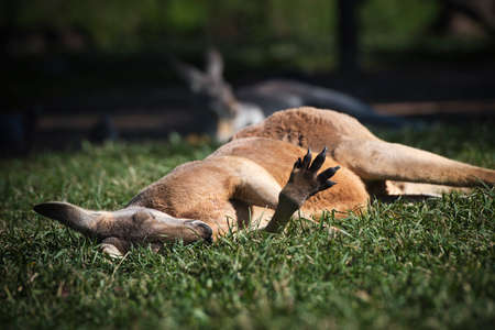 Kangaroo in the park in Australia. High quality photoの写真素材
