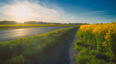Stockholm Ekero - Aerial view of a Rapeseed field 20-04-01. High quality 4k footageの写真素材