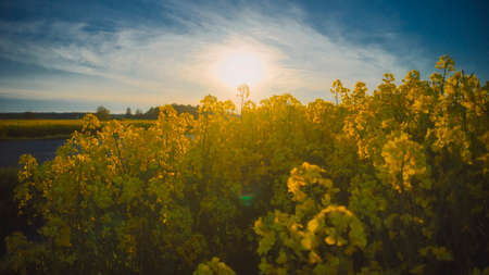Stockholm Ekero - Aerial view of a Rapeseed field 20-04-01. High quality 4k footageの写真素材