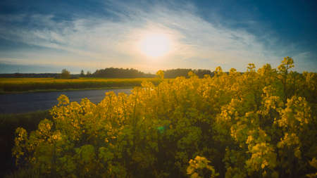 Stockholm Ekero - Aerial view of a Rapeseed field 20-04-01. High quality 4k footageの写真素材