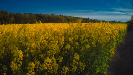 Stockholm Ekero - Aerial view of a Rapeseed field 20-04-01. High quality 4k footageの写真素材