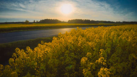 Stockholm Ekero - Aerial view of a Rapeseed field 20-04-01. High quality 4k footageの写真素材