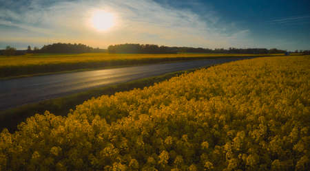Stockholm Ekero - Aerial view of a Rapeseed field 20-04-01. High quality 4k footageの写真素材