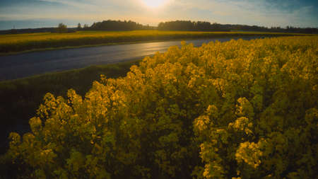Stockholm Ekero - Aerial view of a Rapeseed field 20-04-01. High quality 4k footageの写真素材