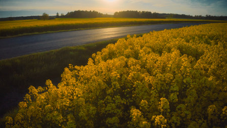 Stockholm Ekero - Aerial view of a Rapeseed field 20-04-01. High quality 4k footageの写真素材