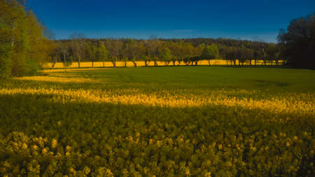 Stockholm Ekero - Aerial view of a Rapeseed field 20-04-01. High quality 4k footage